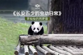 兽音译者解密在线